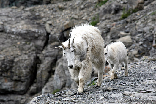 冰河國家公園 (Glacier National Park) 
Mountain Goats at Highline Trail