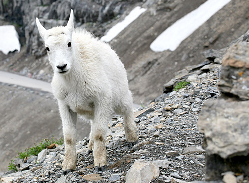冰河國家公園 (Glacier National Park) 
Mountain Goat at Highline Trail