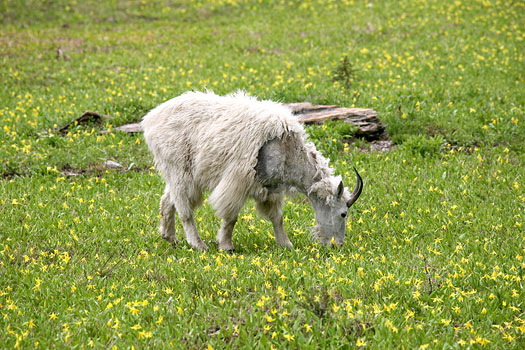 冰河國家公園 (Glacier National Park) 
Mountain Goat at Highline Trail