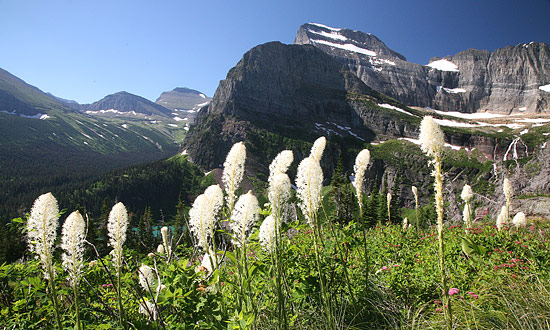 冰河國家公園 (Glacier National Park) 
Beargrass, Grinnell Glacier Trail