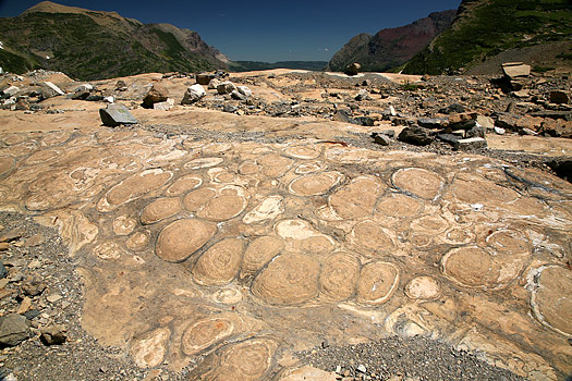 冰河國家公園 (Glacier National Park) 
Stromatolites, Grinnell Glacier