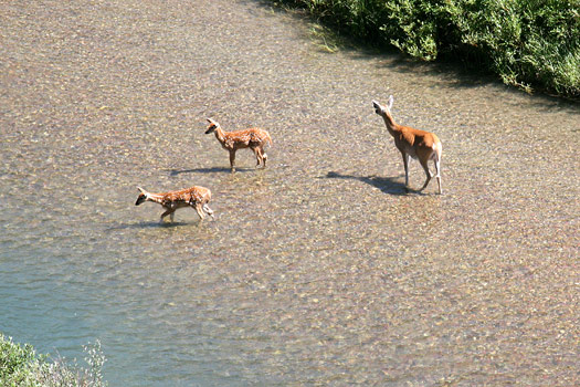 冰河國家公園 (Glacier National Park) 
Deers, Lake Josephine