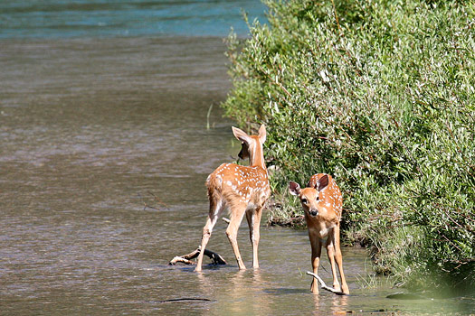 冰河國家公園 (Glacier National Park) 
Deers, Lake Josephine