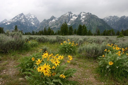 大提頓國家公園 (Grand Teton National Park)