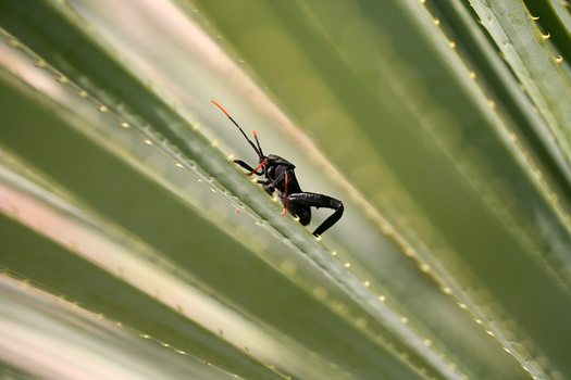 瓜達洛普山國家公園 (Guadalupe Mountains National Park)Cricket