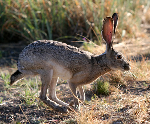 瓜達洛普山國家公園 (Guadalupe Mountains National Park)Jackrabbit