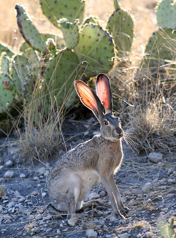 瓜達洛普山國家公園 (Guadalupe Mountains National Park)Jackrabbit