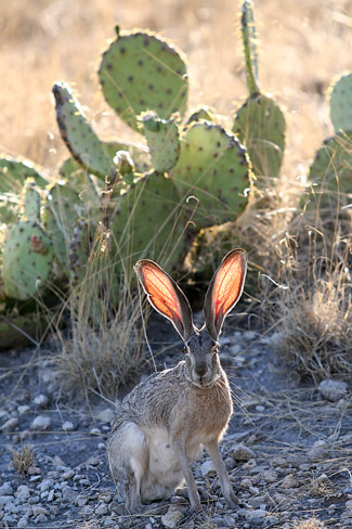 瓜達洛普山國家公園 (Guadalupe Mountains National Park)Jackrabbit