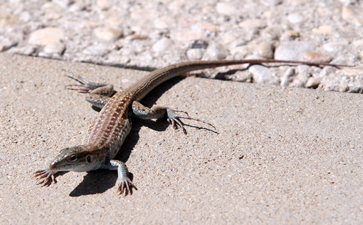 瓜達洛普山國家公園 (Guadalupe Mountains National Park)Lizard