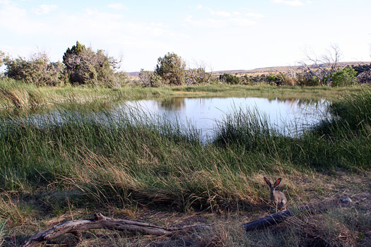 瓜達洛普山國家公園 (Guadalupe Mountains National Park)Smith泉步道