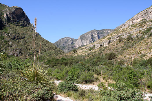 瓜達洛普山國家公園 (Guadalupe Mountains National Park)McKittrick峽谷步道