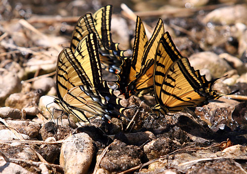 瓜達洛普山國家公園 (Guadalupe Mountains National Park)Butterfly