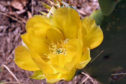 瓜達洛普山國家公園 (Guadalupe Mountains National Park)Prickly Pear Cactus