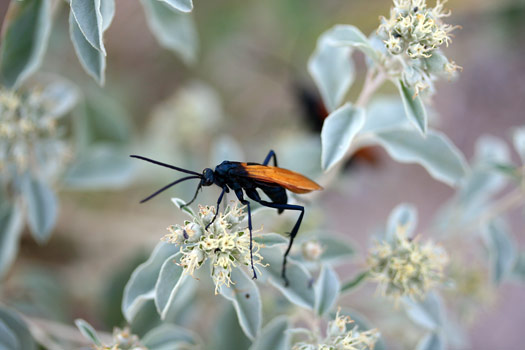 瓜達洛普山國家公園 (Guadalupe Mountains National Park)Insect