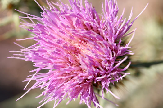 瓜達洛普山國家公園 (Guadalupe Mountains National Park)Wild Flower