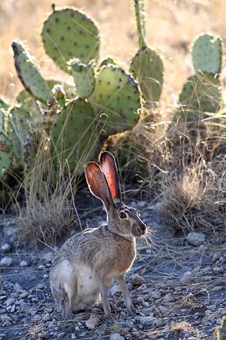 瓜達洛普山國家公園 (Guadalupe Mountains National Park)Jackrabbit
