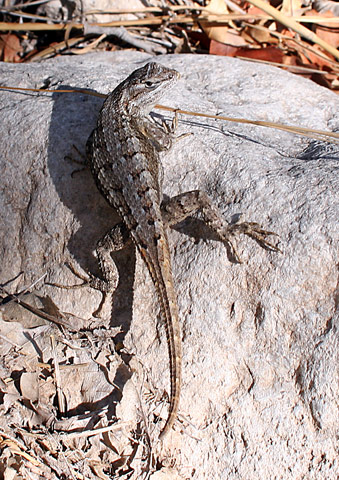 瓜達洛普山國家公園 (Guadalupe Mountains National Park)Lizard