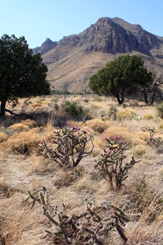 瓜達洛普山國家公園 (Guadalupe Mountains National Park)Pinery步道
