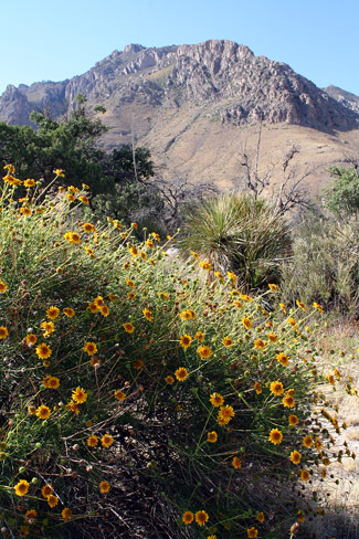 瓜達洛普山國家公園 (Guadalupe Mountains National Park)Desert Marigold