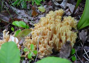 皇家島 (Isle Royale National Park) 國家公園