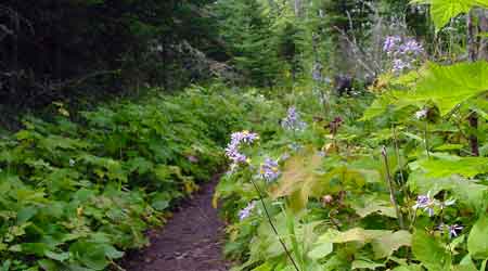 皇家島 (Isle Royale National Park) 國家公園 蘇西洞步道 (Suzy's Cave)