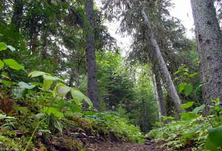 皇家島 (Isle Royale National Park) 國家公園 蘇西洞步道 (Suzy's Cave)