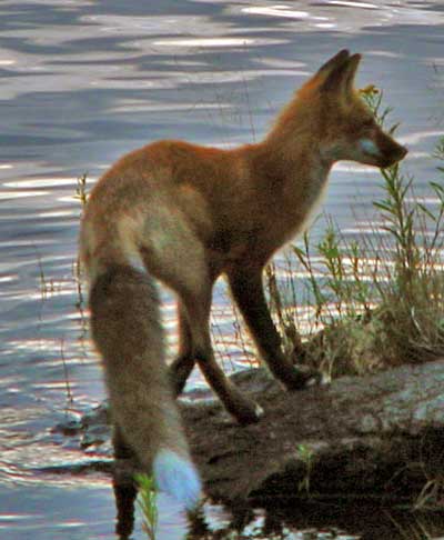 皇家島 (Isle Royale National Park) 國家公園 狐狸