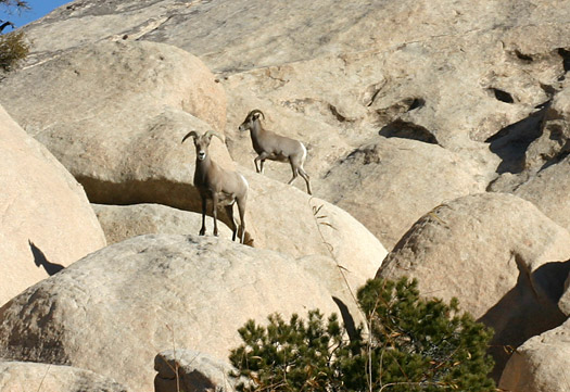 約書亞樹國家公園 (Joshua Tree National Park) 
Bighorn Sheep