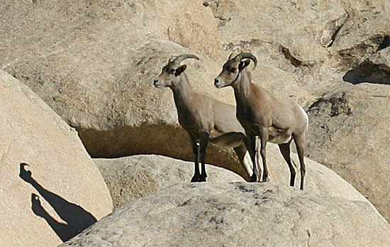 約書亞樹國家公園 (Joshua Tree National Park) 
Bighorn Sheep