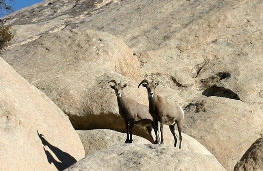 約書亞樹國家公園 (Joshua Tree National Park) 
Bighorn Sheep