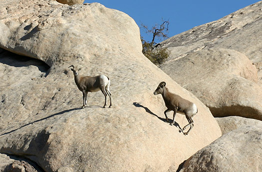 約書亞樹國家公園 (Joshua Tree National Park) 
Bighorn Sheep