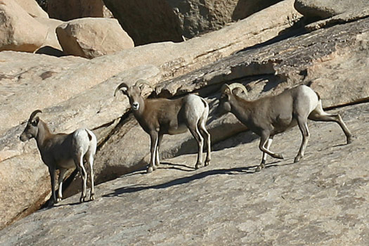 約書亞樹國家公園 (Joshua Tree National Park) 
Bighorn Sheep