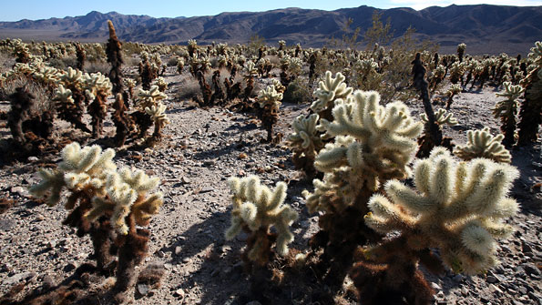 約書亞樹國家公園 (Joshua Tree National Park) 
Cholla Cactus Garden