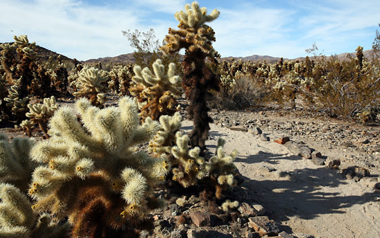 約書亞樹國家公園 (Joshua Tree National Park) 
Cholla Cactus Garden