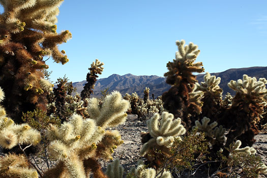 約書亞樹國家公園 (Joshua Tree National Park) 
Cholla Cactus Garden