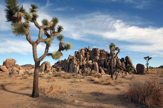 約書亞樹國家公園 (Joshua Tree National Park) 
Joshua Tree