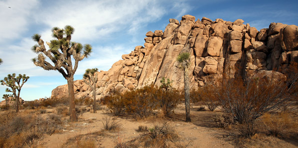 約書亞樹國家公園 (Joshua Tree National Park) 
Joshua Tree