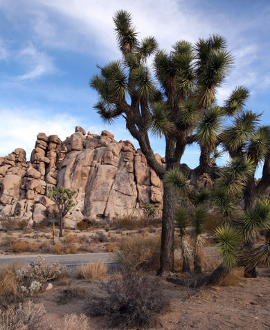 約書亞樹國家公園 (Joshua Tree National Park) 
Joshua Tree