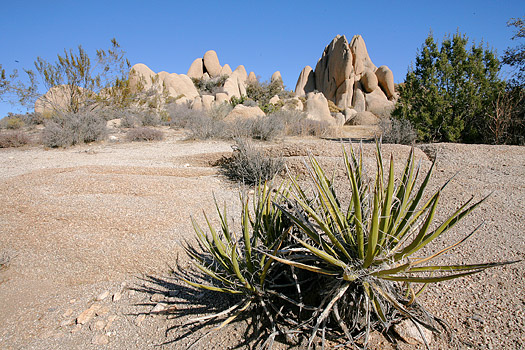 約書亞樹國家公園 (Joshua Tree National Park) 
Jumbo Rocks