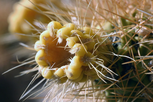 約書亞樹國家公園 (Joshua Tree National Park) 
Cholla Cactus Garden