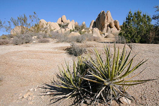 約書亞樹國家公園 (Joshua Tree National Park) 
Jumbo Rocks