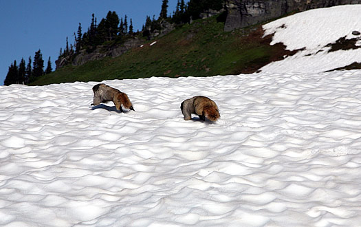 雷尼爾山國家公園 (Mount Rainier National Park) 
Marmots at Golden Gate Trail