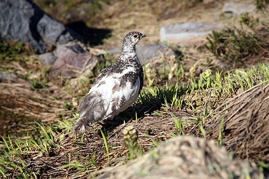 雷尼爾山國家公園 (Mount Rainier National Park) 
Ptarmigan at Skyline Trail