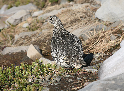 雷尼爾山國家公園 (Mount Rainier National Park) 
Ptarmigan at Skyline Trail