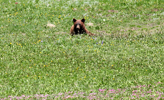 雷尼爾山國家公園 (Mount Rainier National Park) 
Bear at meadow along Shadow Lake Trail