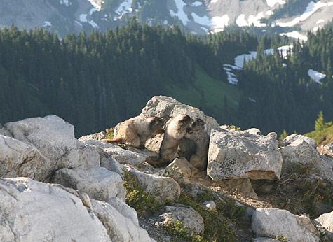雷尼爾山國家公園 (Mount Rainier National Park) 
Marmots at Golden Gate Trail