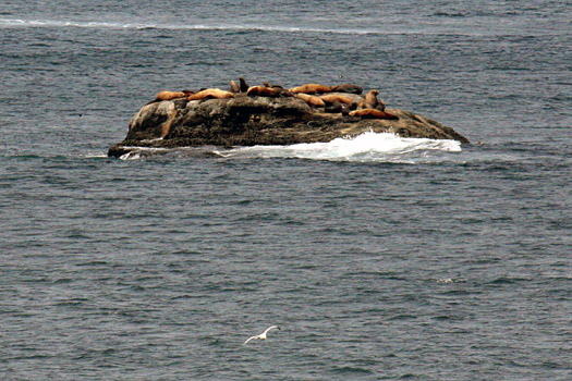 奧林匹克國家公園 (Olympic National Park) 
Cape Flattery, Seals