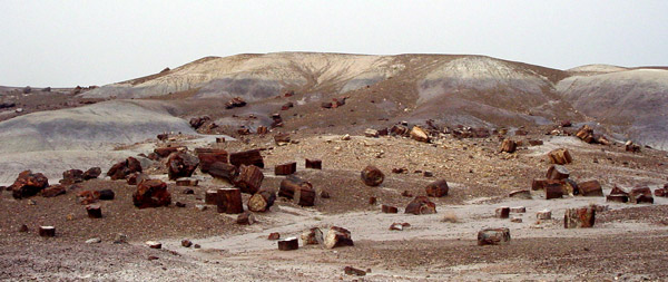 石化森林國家公園 (Petrified Forest National Park) 
琉璃森林 (Crystal Forest)