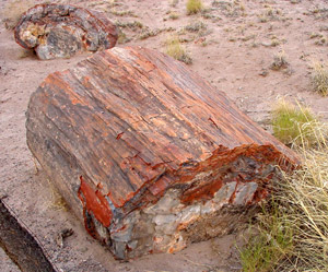 石化森林國家公園 (Petrified Forest National Park) 
石化木 (Petrified Wood)