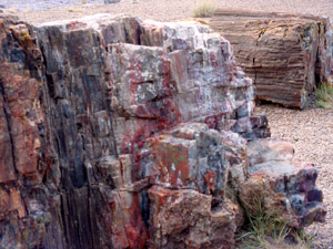 石化森林國家公園 (Petrified Forest National Park) 
石化木 (Petrified Wood)